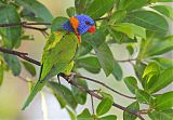 Red-collared Lorikeet